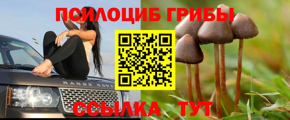 Псилоцибиновые грибы мицелий  Псилоцибиновые грибы Psilocybine cubensis  Мурманск 